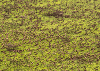 Six Million Animals Make Moves In The World’s Largest Land Mammal Migration