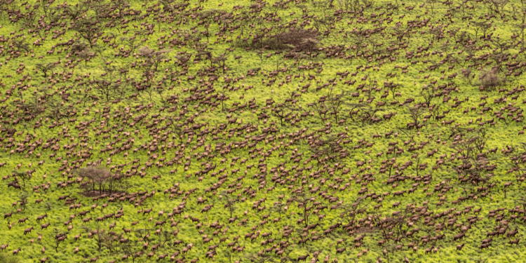 Six Million Animals Make Moves In The World’s Largest Land Mammal Migration