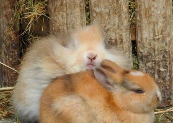 Domestic Rabbits: From Pets to Wilderness Survivors