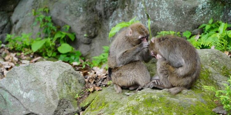 Homosexuality Is Common In Animals So Why Do Scientists Rarely Talk About It?