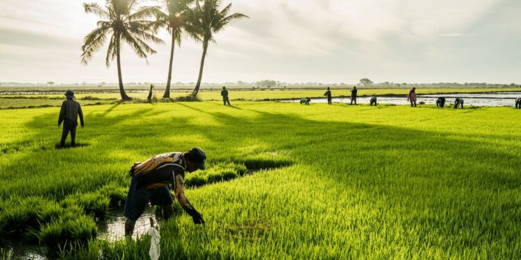 The Philippines needs rice — but young people don’t want to farm it