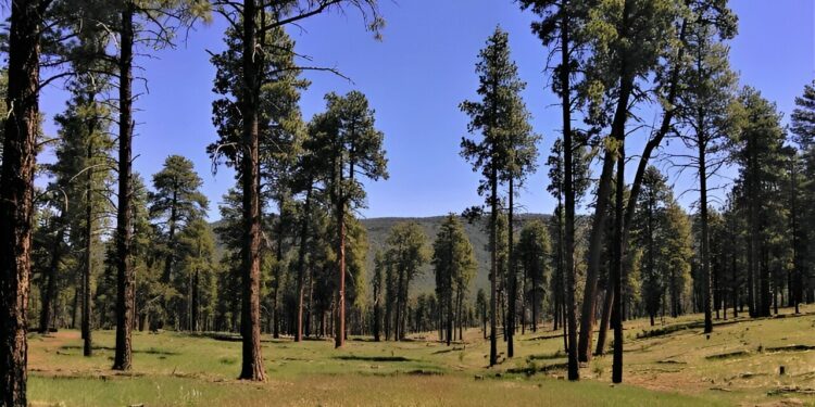 Study explores long-term impacts of ponderosa pine restoration treatment