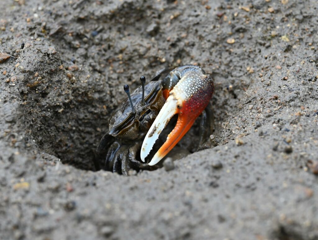 Ecologists discover rare fiddler crab species on Hong Kong coast