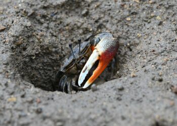 Ecologists discover rare fiddler crab species on Hong Kong coast