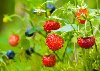 a close-up of wild strawberries and blueberries