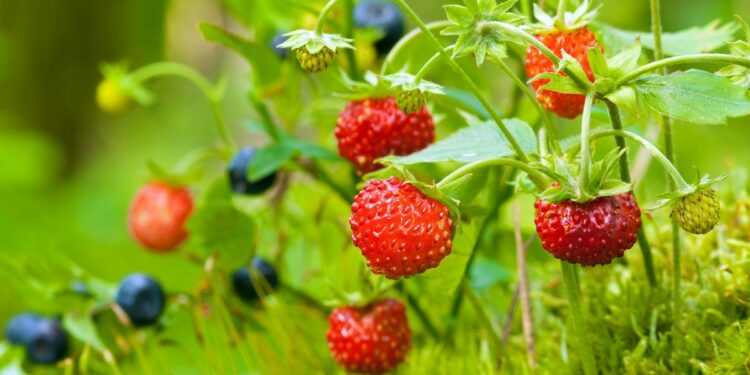 a close-up of wild strawberries and blueberries