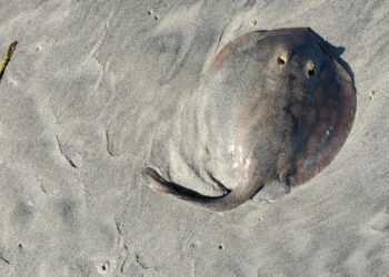 A Step Forward in Stingray Science