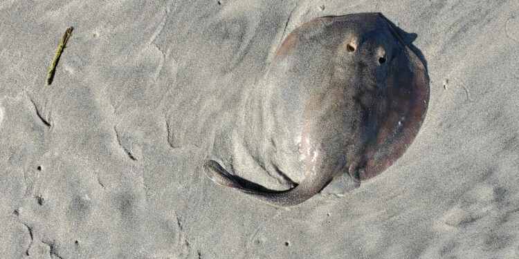 A Step Forward in Stingray Science