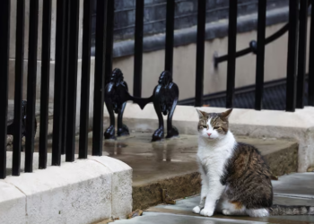 All change at Downing Street, except Larry the Cat | Lifestyle