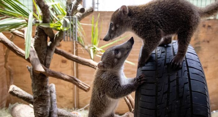 Brevard Zoo starts new Science Sundays series