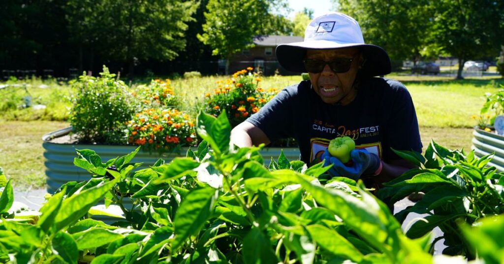 City's community gardens provide healthy lifestyle, sense of purpose - Rocky Mount Telegram