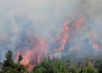 Crocodiles cannot outnumber people in Australian territory where girl was killed, leader says