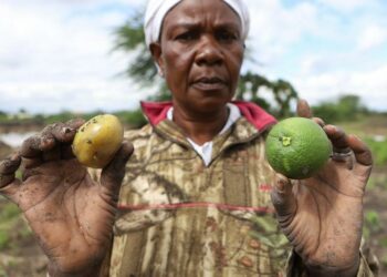 Kenya's dramatic flooding sweeps away a central part of the economy: Its farms
