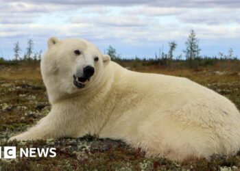 Polar bear trackers help keep people and bears apart
