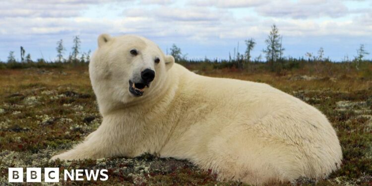 Polar bear trackers help keep people and bears apart