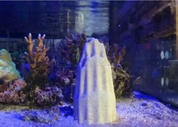 Reefinity: Material Science, Ecology, Ceramic Technology & Design - Canberra Museum and Gallery