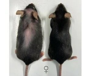 Scientists Develop Breakthrough Anti-Ageing Drug That Extends Lifespan by 25%