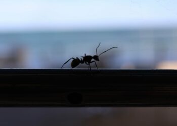 Why ‘ant hitchhiking’ may be a bigger deal than previously thought