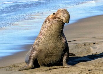 Uncovering the Genetic Legacy of Intense Elephant Seal Hunting