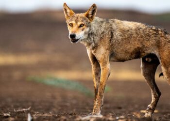 Overlooked and Underappreciated: The Decline of Smaller Species in Plain Sight