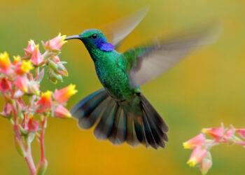 How Hummingbirds Survive and Thrive in Their Extreme Lifestyle: A Fascinating Look Inside