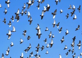 Failing the Flight: A Critical Review of Global Strategies in Controlling Bird Flu Transmission