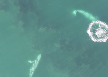 Exciting New Drone Footage Reveals Surprising Behavior of Gray Whales as They Feed | The Source Weekly