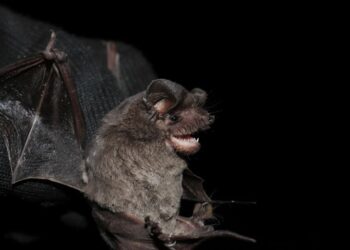 Unveiling the Secrets of Bats with Shannon Carnevale and Tom West: A Fascinating Exploration!