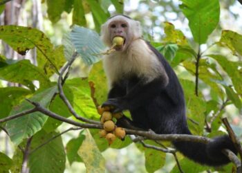 Animal Drunkenness: The Surprising Connection Between Our Furry Friends and Humans’ Fondness for Booze!