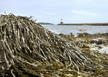Unlocking the Mystery: The Untold Story Behind Rockweed