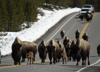 Yellowstone’s Bold Decision: The Controversial Removal of 1,375 Bison Sparks Debate!