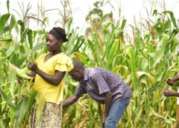 Mastering the Game: Proven Strategies to Tackle Stem-Borers and Safeguard Your Cereal Harvest!
