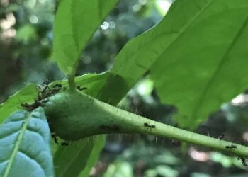 Climate Change Disrupts Ant-Plant Partnerships: New Study Reveals Shocking Impact on Mutualism