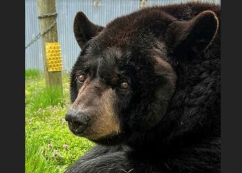 Farewell to Honey: Beloved 27-Year-Old Black Bear from Holtsville Ecology Center Passes Away