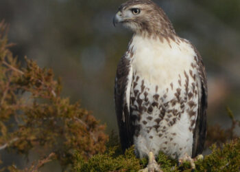 Unlocking Nature’s Secrets: New Studies Reveal How to Fuse Ecological Data with Evolutionary Processes in Species Distribution Models!