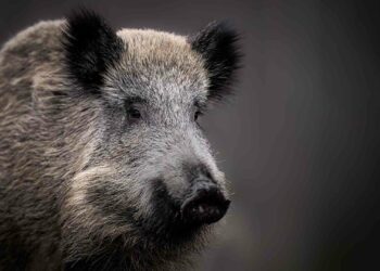 Groundbreakers Takes the Crown: BES Marsh Ecology Book of the Year 2024!