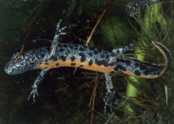 Revitalizing Nature: New Ecology Co-op Aims to Enhance Wildlife at Wrexham Industrial Estate!