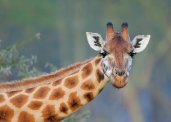 U.S. Wildlife Officials Urge: Protect Giraffes Under the Endangered Species Act!