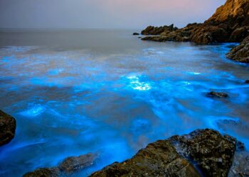 Plankton in Peril: How Global Warming Endangers Ocean’s Vital Lifeline