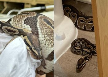Unexpected Encounter: South Carolina Woman Discovers Snake Hiding Behind Her Toilet!