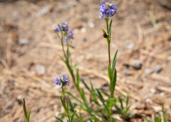 Exploring a Field Where New Discoveries Await!
