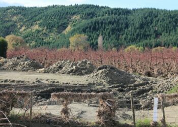 Unraveling the Aftermath: How Cyclone Gabrielle Is Transforming New Zealand’s Ecosystems – Insights from Experts