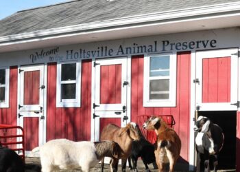 Suffolk DA Launches Investigation into Shocking Animal Neglect Claims at Holtsville Zoo