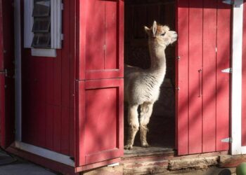 Former Staff Reveal Shocking Truth: Animals Suffer in Unclean Conditions at Holtsville Wildlife & Ecology Center!