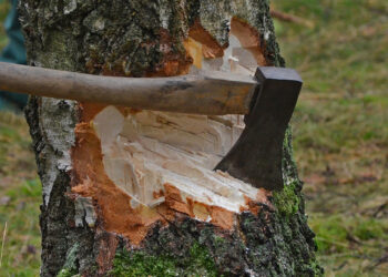 Andhra Pradesh HC Orders Chief Secretary to Form Committee Aimed at Curbing Tree Felling in State-Funded Projects!