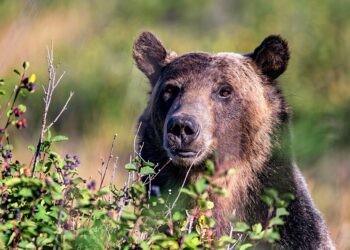 How Grizzly Bears are Fueling Huckleberry Growth in a Shifting Climate