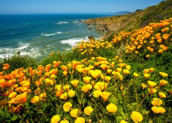 Revitalize California’s Landscape: How Raking Dead Grass Can Bring Back Native Wildflowers!