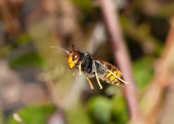Swift Measures Stop the Advance of Bee-Killing Hornets, New Study Reveals