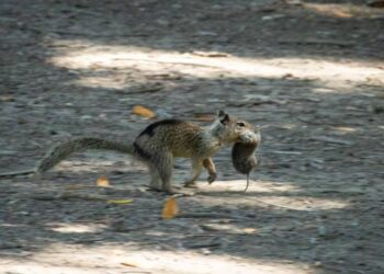 Unbelievable Discovery: Squirrels Turn Carnivores! Scientists Capture Shocking Footage!