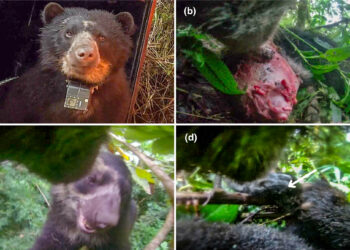 Unlocking Secrets of the Andean Bear: Four Months of Stunning Camera Collar Footage Reveal Their Hidden Lives